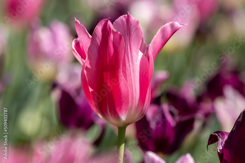 Vibrant Pink Tulip