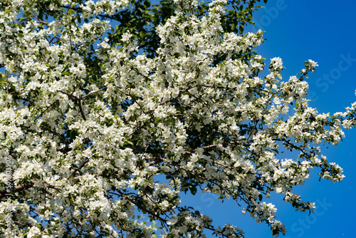 White Crabapple Blossoms photo