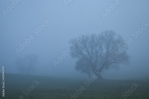 Trees surrounded by thick fog in a meadow in Rhineland Pfalz, Germany on a fall day. © Kari