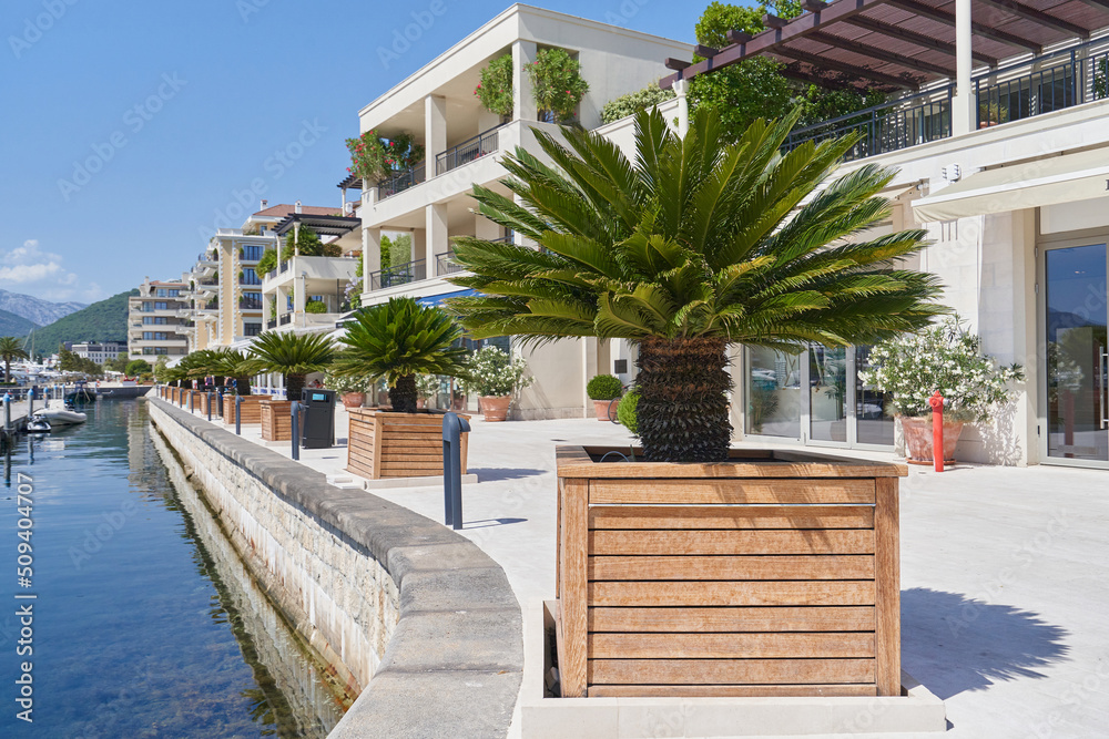 Cycas palm trees in a large wooden planters in the promenade