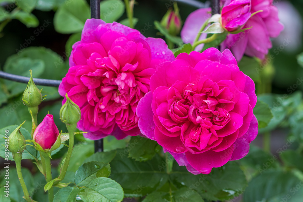 englische Rose Princess Anne in Pink Makro