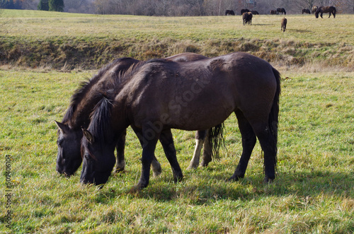 Hucul horses in the pasture.