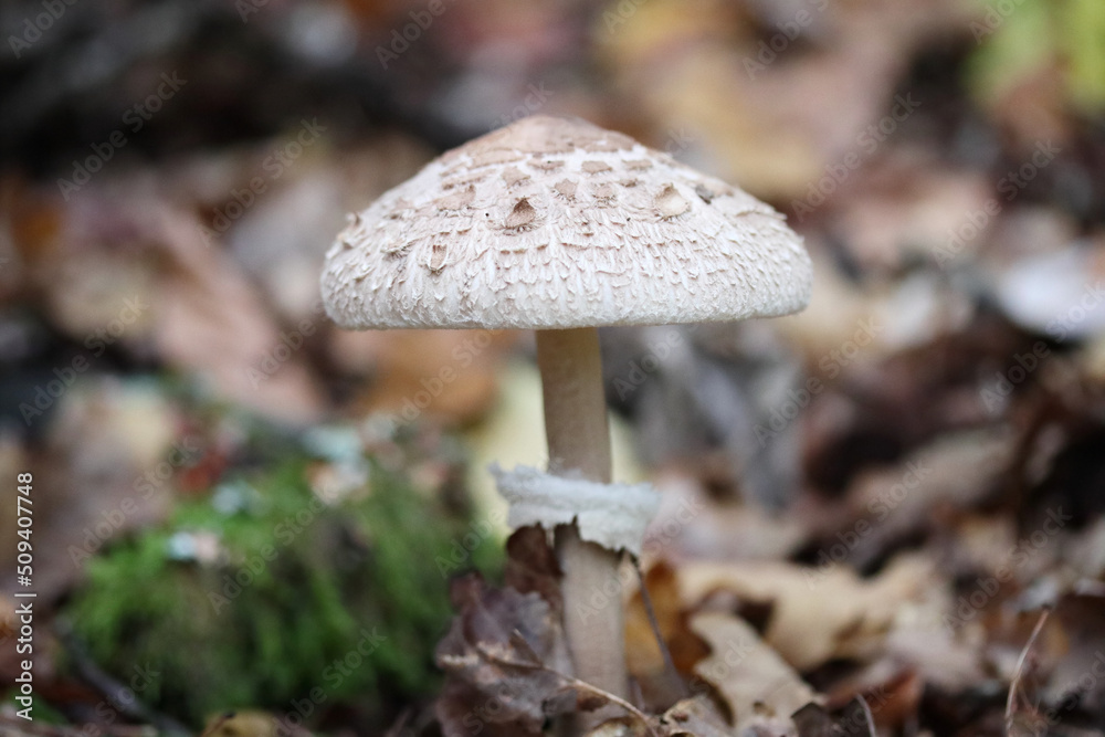 Fototapeta premium Macrolepiota procera (Macrolepiota procera)