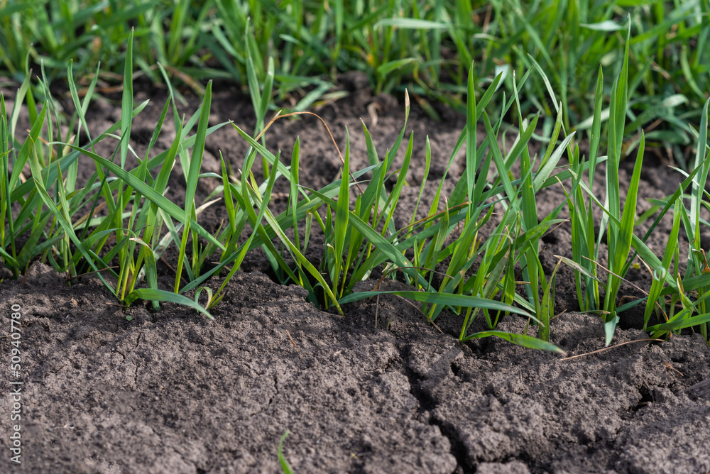 Cracked earth soil as a texture background. Top view. Cracked earth soil as a texture background. Top view.