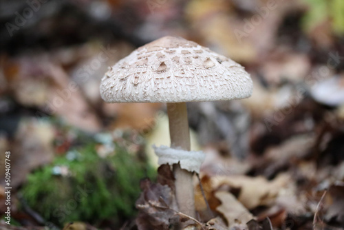 Macrolepiota procera   (Macrolepiota procera)