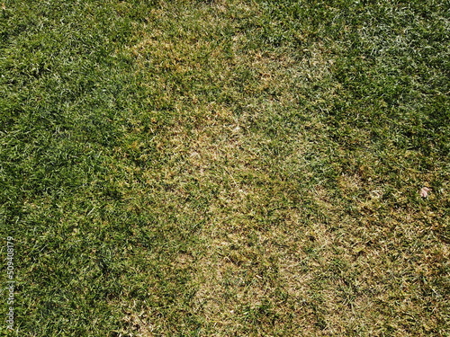 green moss background