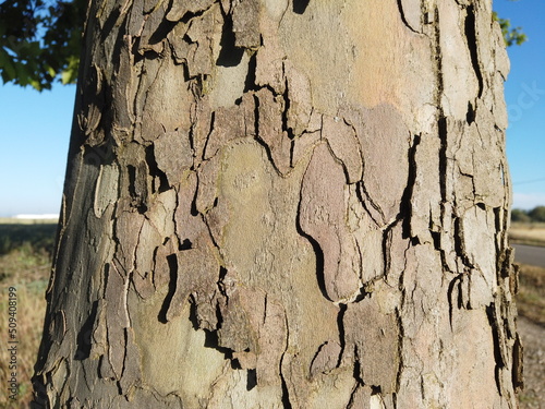 tree bark texture