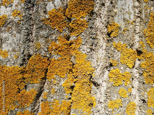 lichen on tree bark