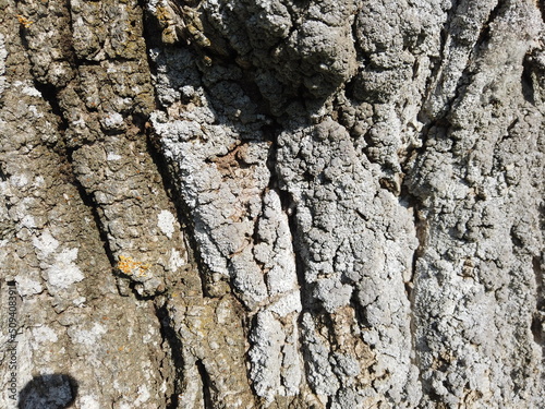 bark of a tree