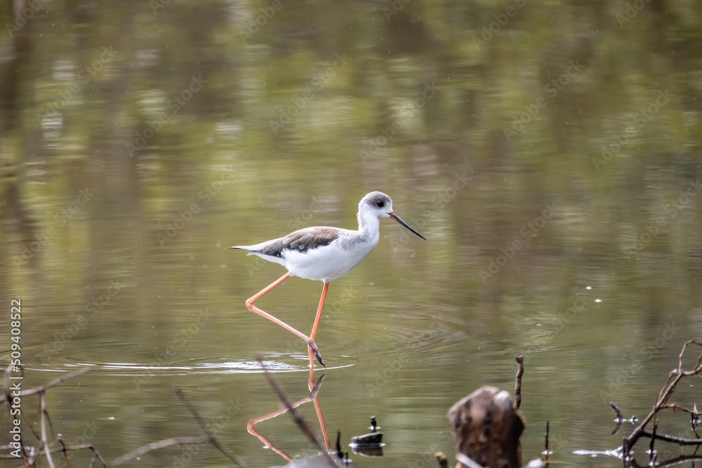 Obraz premium Black-winged stilt with reflection on water surface.