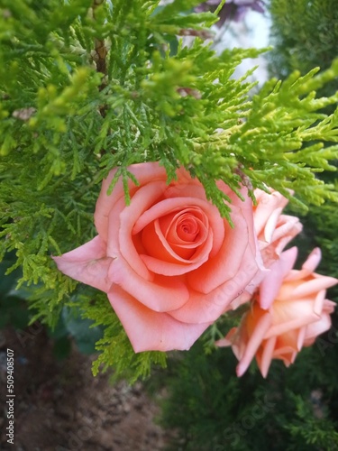 bouquet of roses