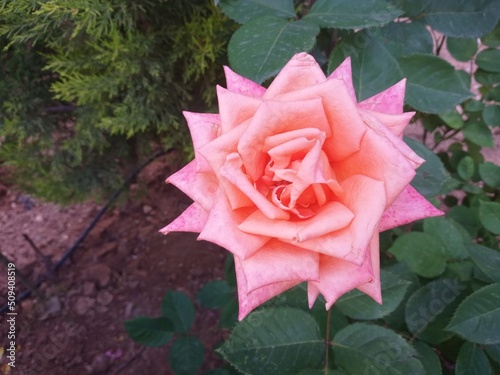 pink rose with drops