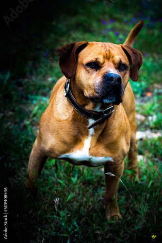 english bulldog portrait