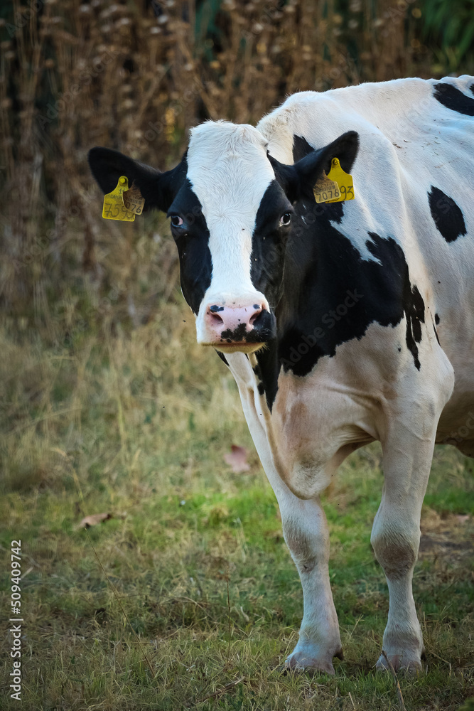 cow on the farm