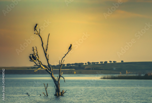 Photography birds in the tree