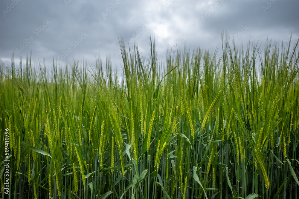 Green wheat field and grey sky