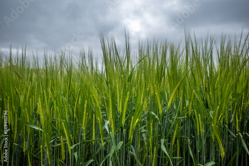 Green wheat field and grey sky