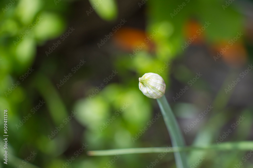 Green onion in the land, house gardening Green onion in the land, house gardening