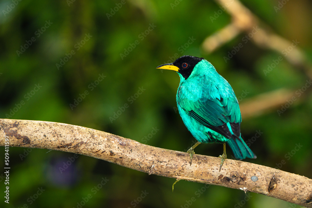 Fototapeta premium Green Honeycreeper Tanager