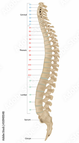 The vertebral column, also known as the backbone or spine. The human vertebral column and its regions Coccyx, Sacrum, Lumbar, Thoracic, Cervical. Lateral Anatomy of a vertebra