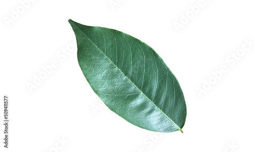 Isolated pterocarpus macrocarpus leaf with clipping paths.