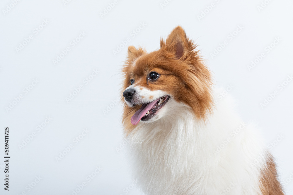 retrato de spitz em fundo branco retrato de spitz em fundo branco