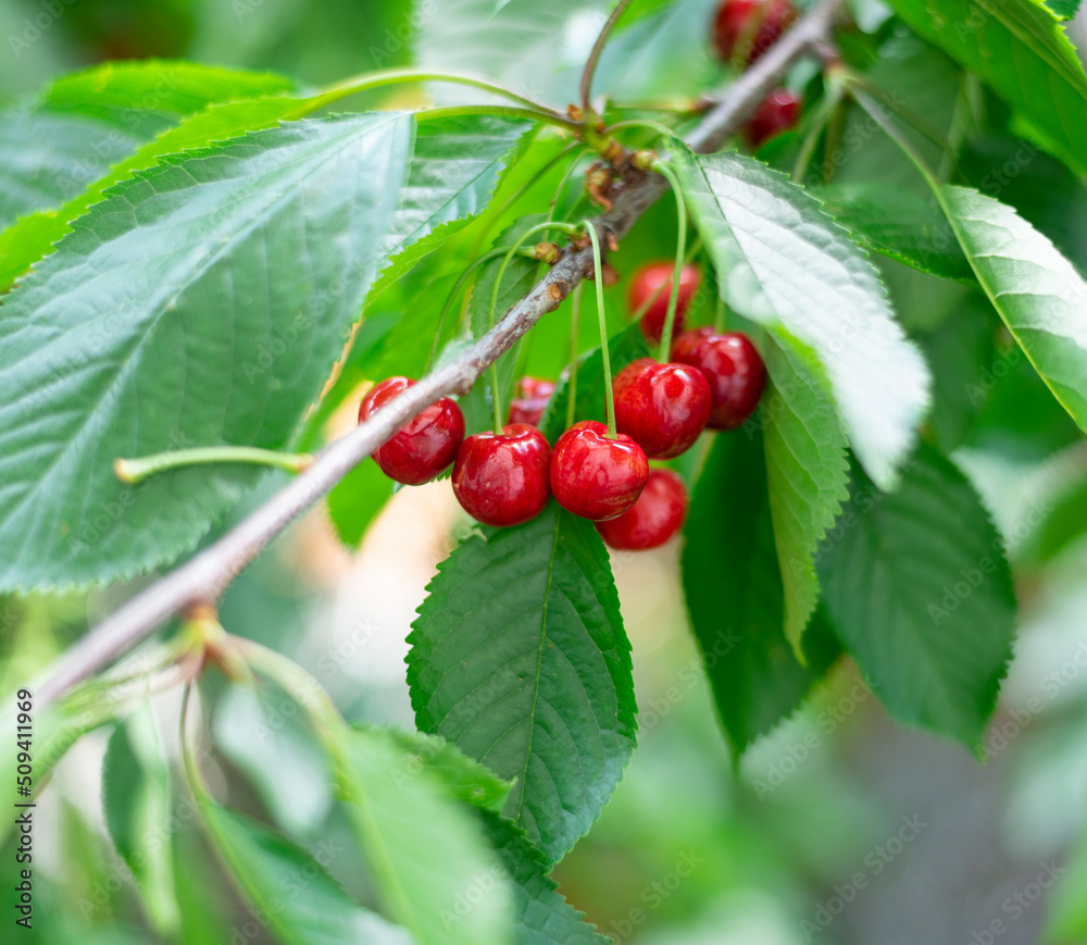 Branch of ripe cherries on a tree in a garden Branch of ripe cherries on a tree in a garden