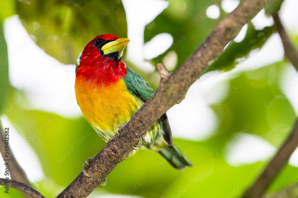 Obraz premium Red Headed Barbet