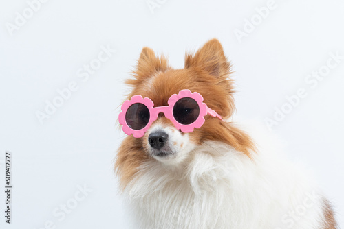spitz de oculos rosa © Leandro
