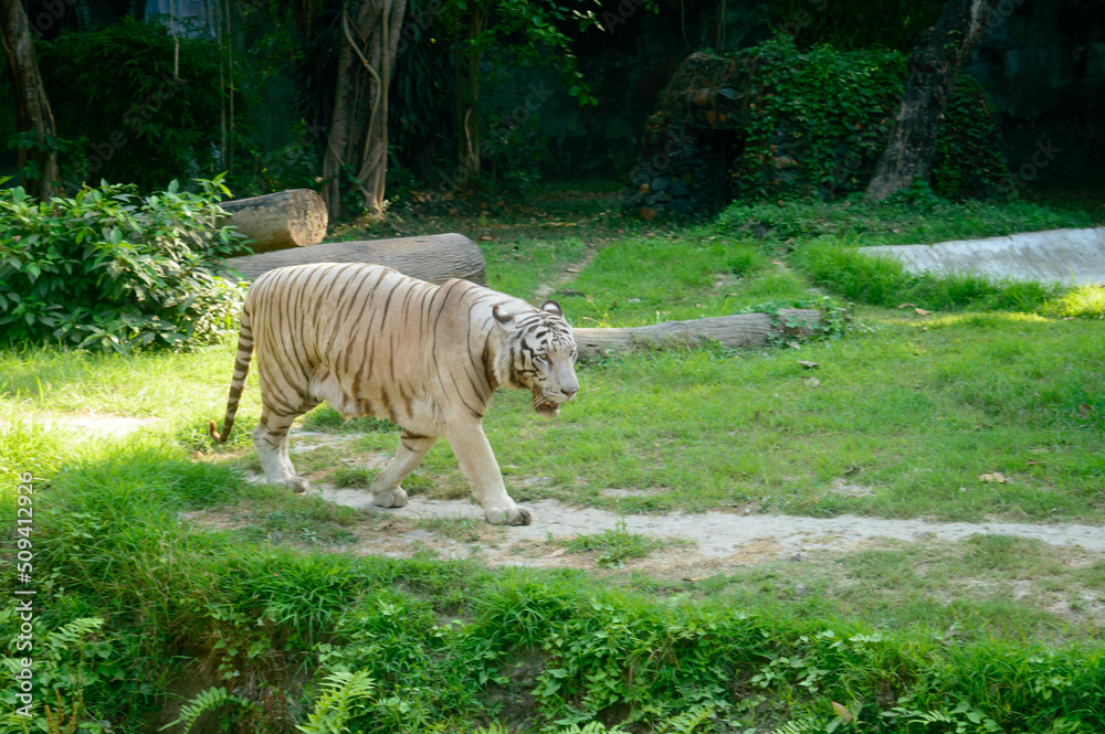 A Bengal Tiger (Panthera tigris tigris) in a zoo. It is among the biggest wild cats alive today. A Bengal Tiger (Panthera tigris tigris) in a zoo. It is among the biggest wild cats alive today.