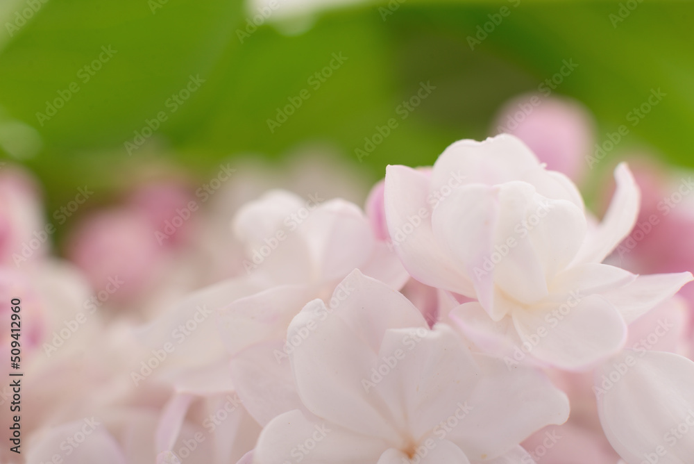 Pink lilac flower.