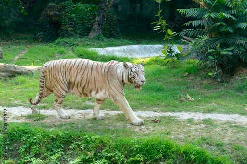 Photography A Bengal Tiger (Panthera tigris tigris) in a zoo
