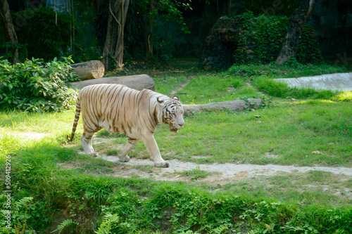 Wall Mural A Bengal Tiger (Panthera tigris tigris) in a zoo