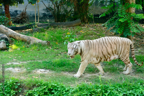 Wall Mural A Bengal Tiger (Panthera tigris tigris) in a zoo