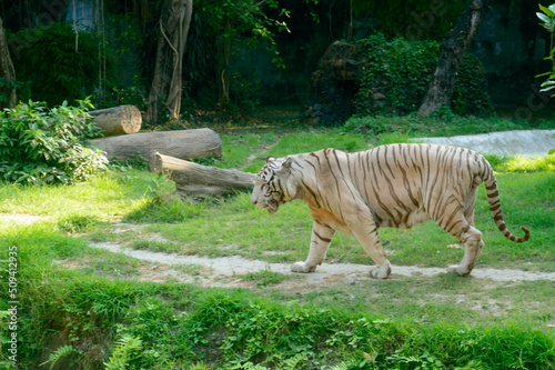 Photography A Bengal Tiger (Panthera tigris tigris) in a zoo