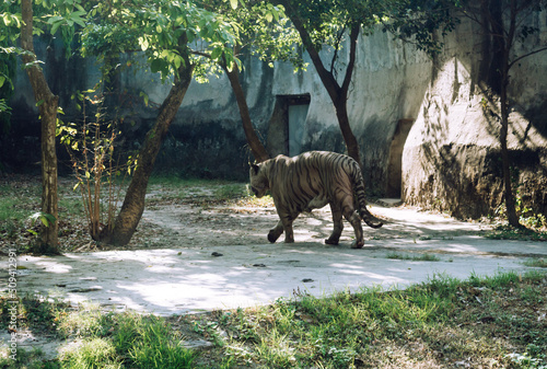 A Bengal Tiger  Panthera tigris tigris  in a zoo. It is among the biggest wild cats alive today.