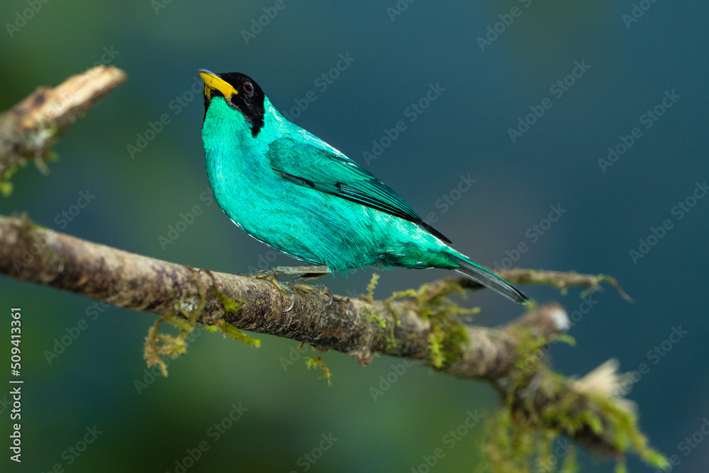 Fototapeta premium Green Honeycreeper Tanager