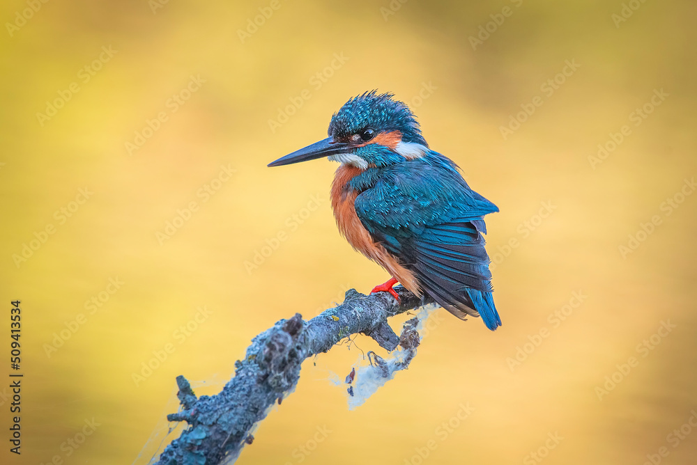 kingfisher perched on a log, with warm colors out of focus background kingfisher perched on a log, with warm colors out of focus background