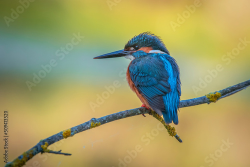 Fotografie, Obraz kingfisher perched on a log, with warm colors out of focus background