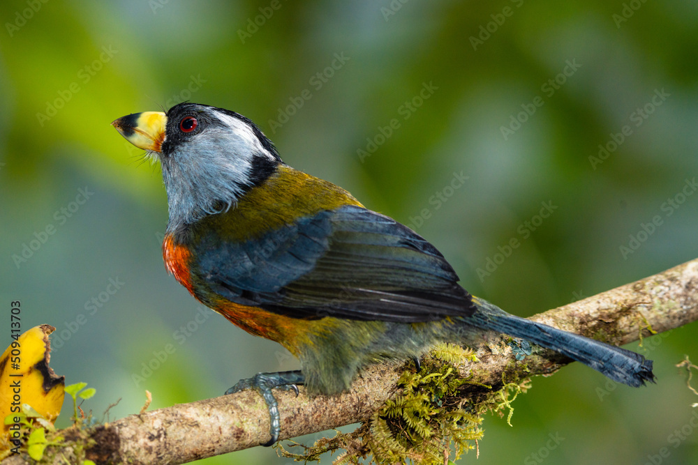 Fototapeta premium Toucan Barbet