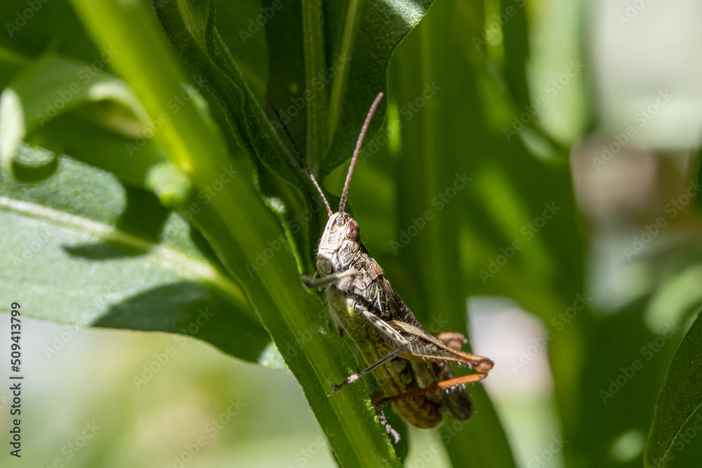 Closeup of a Meadow Grasshopper on a stalk of a garden flower. Closeup of a Meadow Grasshopper on a stalk of a garden flower.