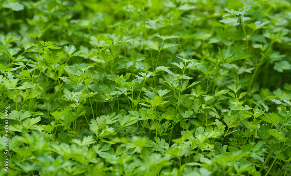 Parsley cultivation in a greenhouse. A lot of parsley plants photo that can be used as background. Agriculture industry. Parsley cultivation in a greenhouse. A lot of parsley plants photo that can be used as background. Agriculture industry.