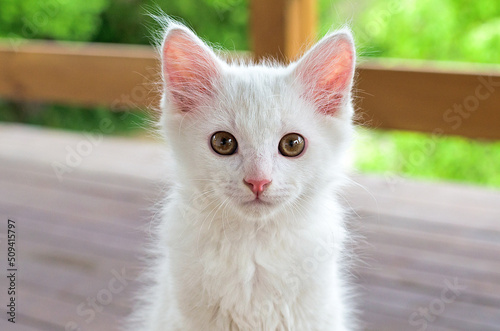 Fotografija White fluffy kitten looks into the lens, Turkish angora, turkish angora kitten