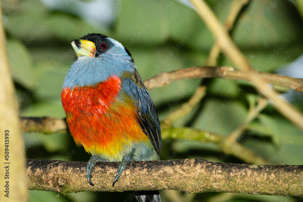 Toucan Barbet