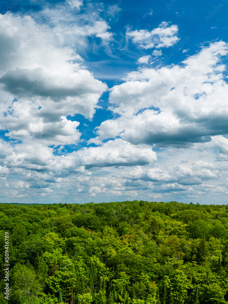 Vast green forest with white fluffy clouds and blue sky Vast green forest with white fluffy clouds and blue sky