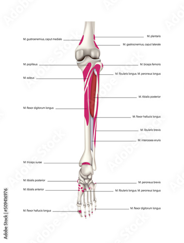 Places of onset and attachment of muscles on the back surface of the bones of the lower leg. Vector 3D illustration