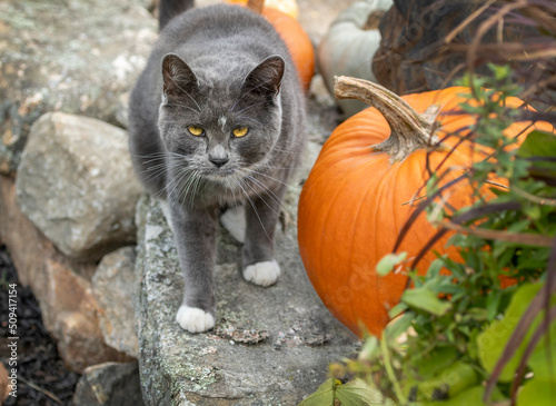 Fototapeta Naklejka Na Ścianę i Meble -  Gray American Shorthair Tuxedo cat with pumpkins
