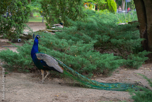 a beautiful bird walks outdoors in a park or yard in summer