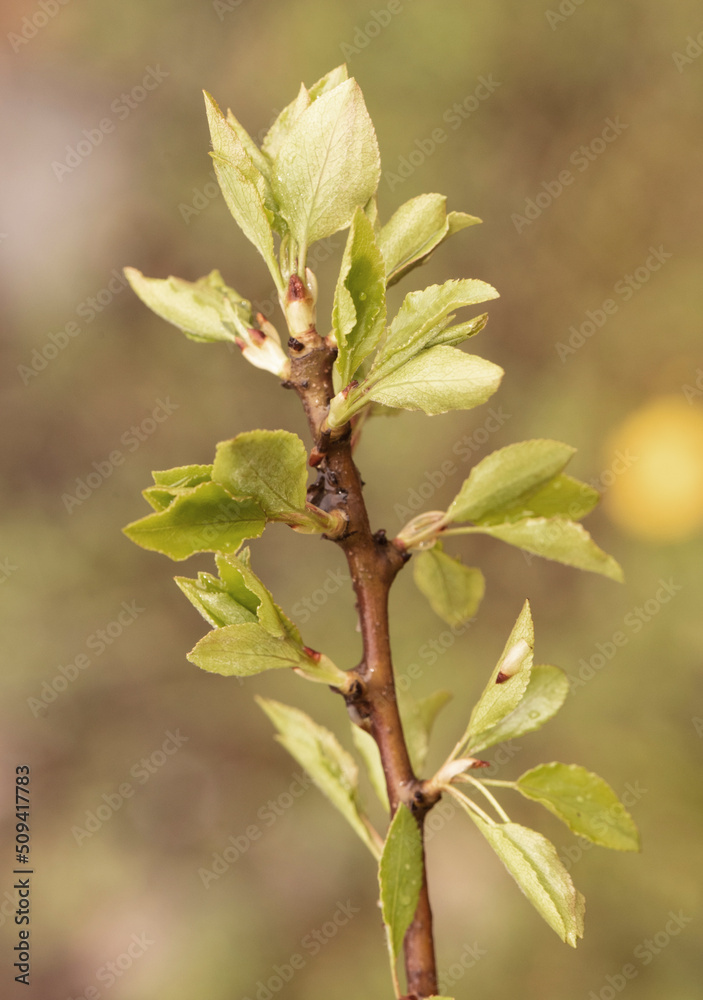 Pyrus bourgaeana wild pear flowers and spring leaves on a natural background of orange brown cloudy day with soft light Pyrus bourgaeana wild pear flowers and spring leaves on a natural background of orange brown cloudy day with soft light