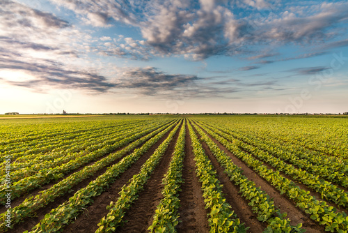 Sunny plantation with growing soya